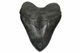Fossil Megalodon Tooth - South Carolina #172255-1